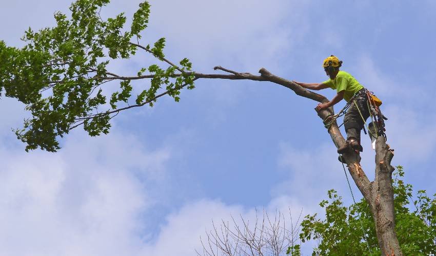 Tree Removal